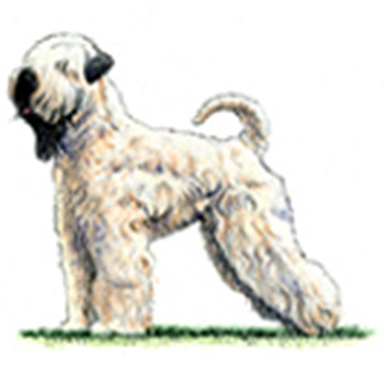 Soft Coated Wheaten Terrier - Click Image to Close